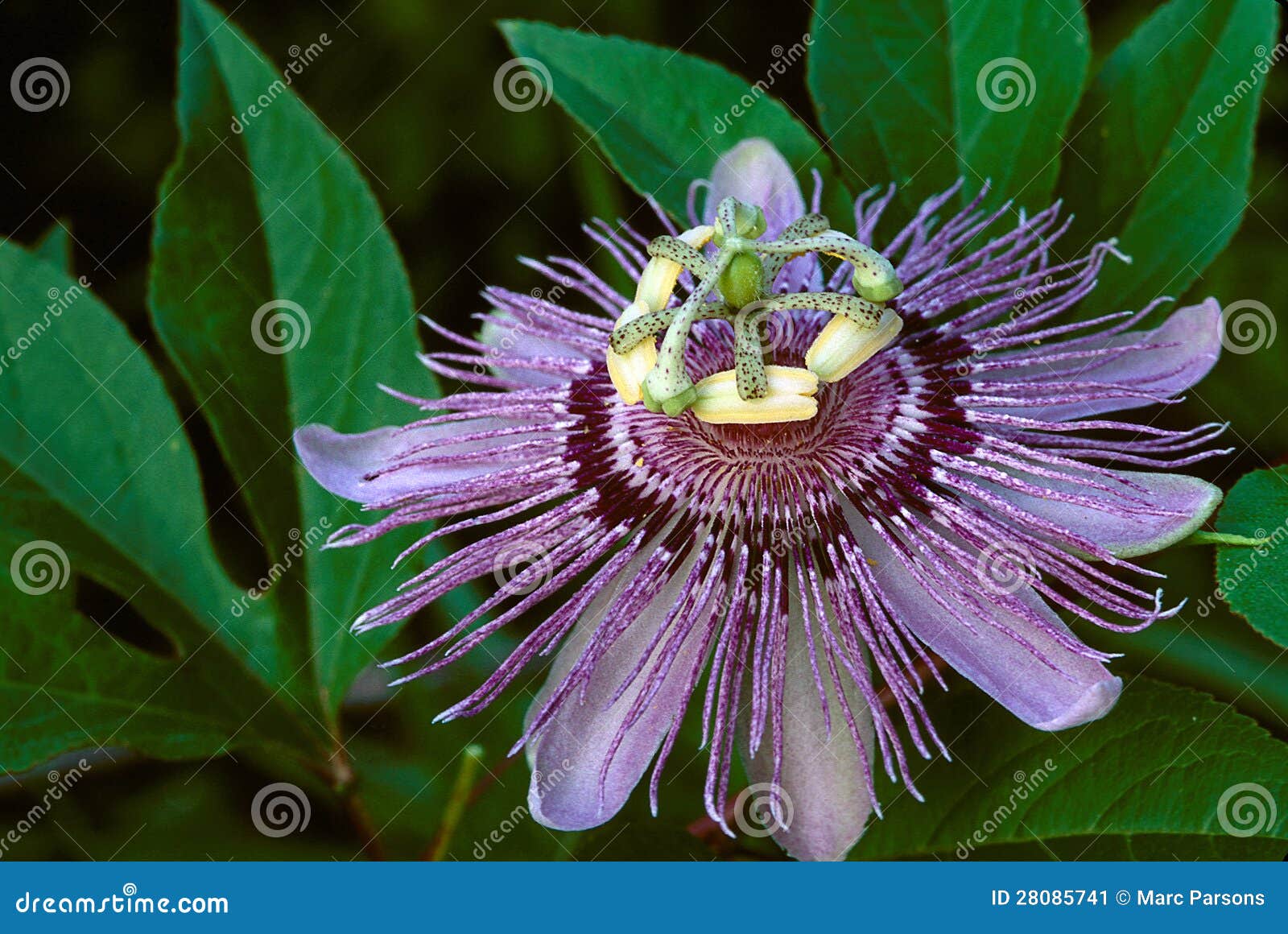 Purple Passion Flower stock image. Image of blossoming 28085741