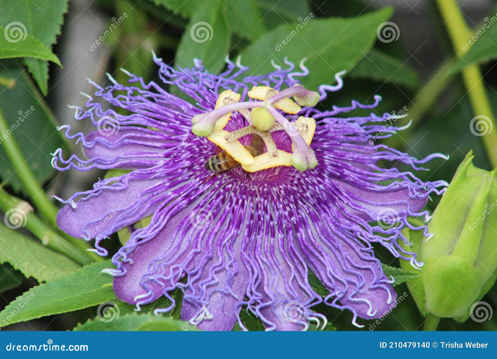 purple passionvine maypop flower