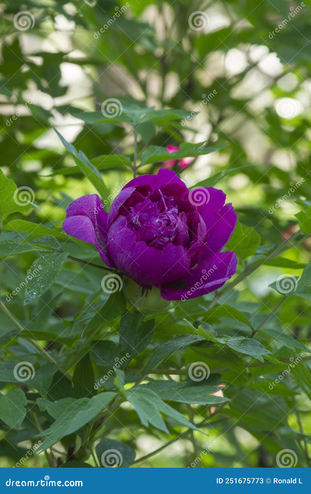 Purple Peony Flowering Close Up Stock Image Image of flowering, ocean