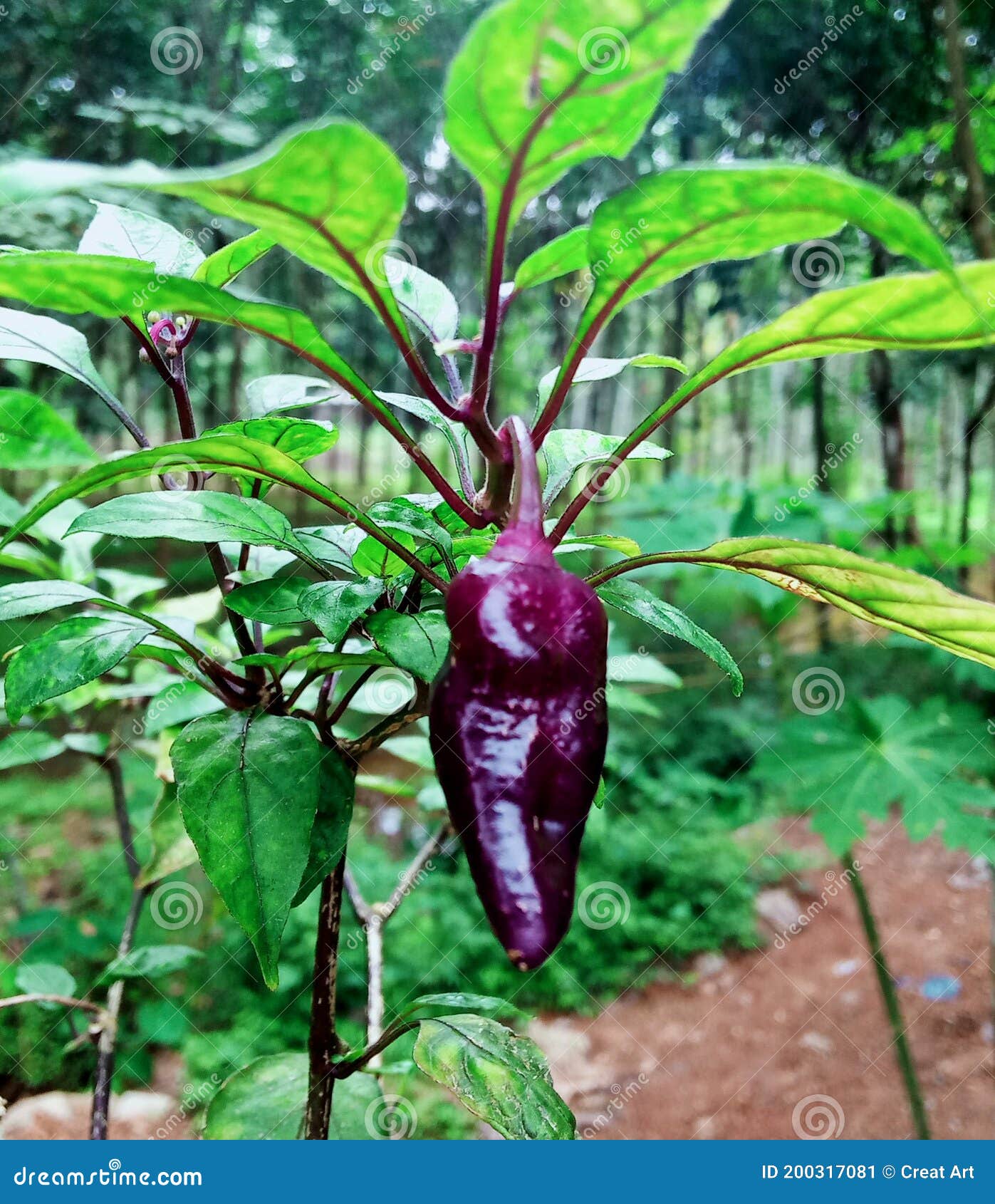 Purple pepper on plant stock image. Image of mirchi 200317081