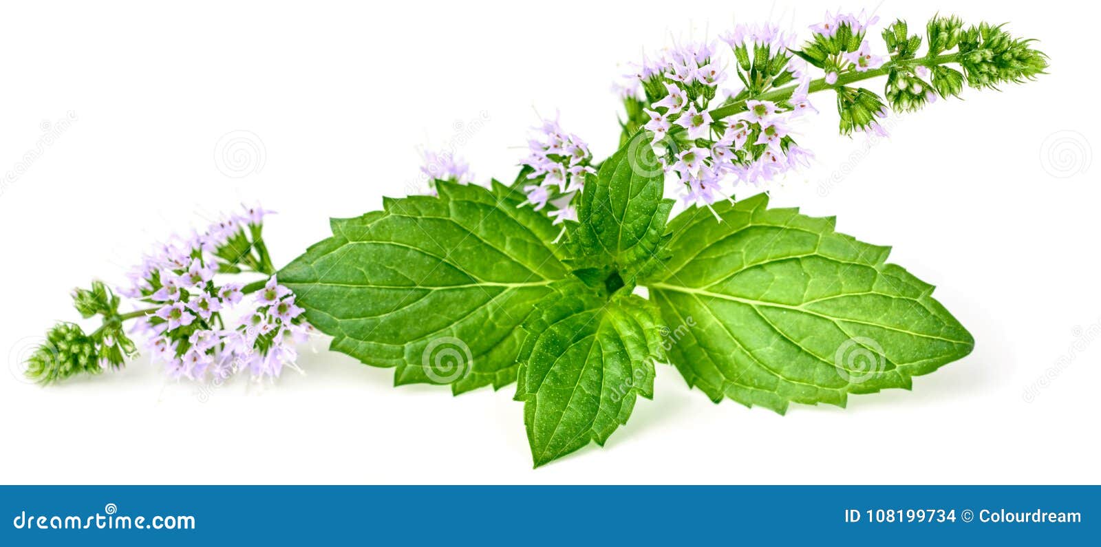 Purple Peppermint Flowers Isolated On White Stock Photo Image of