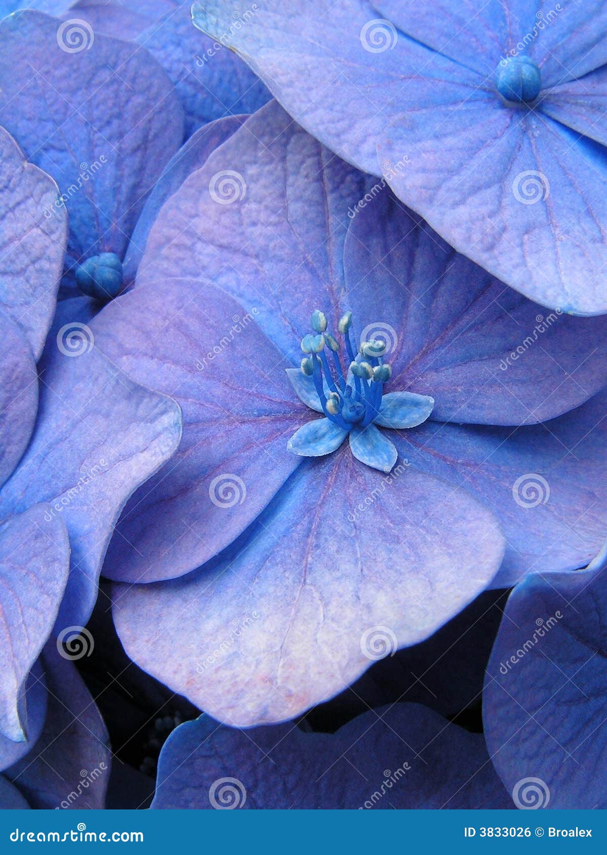 Purple Petals stock photo. Image of fancy, flower, closeup 3833026