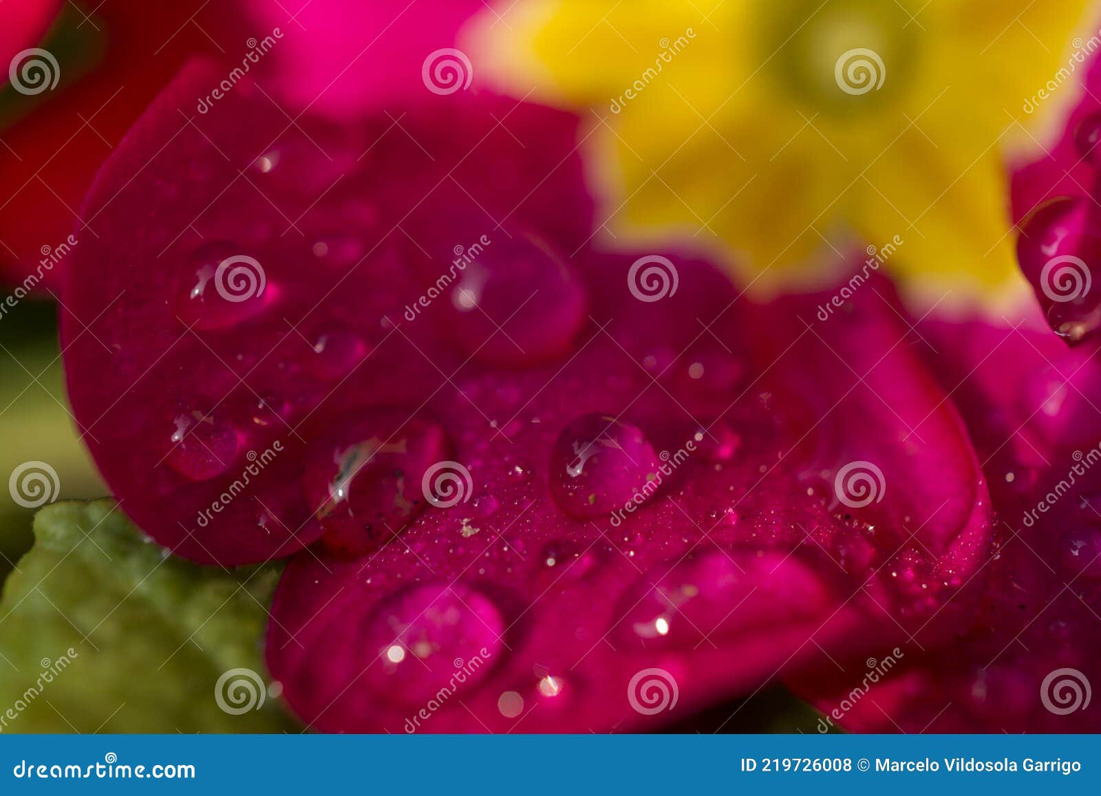 purple petals with dew drops.