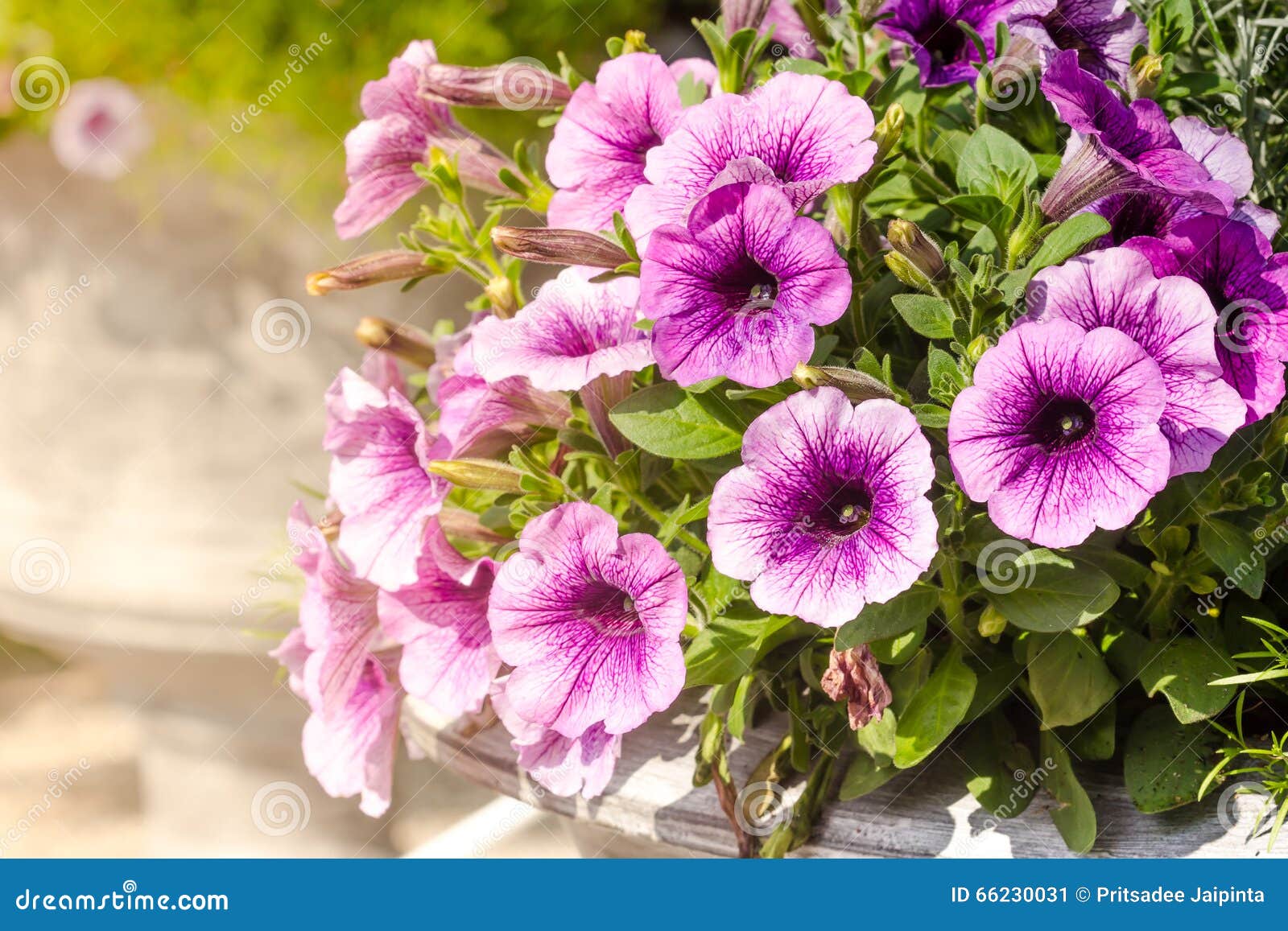 Purple Petunia Flowers in the Garden Stock Image - Image of group ...