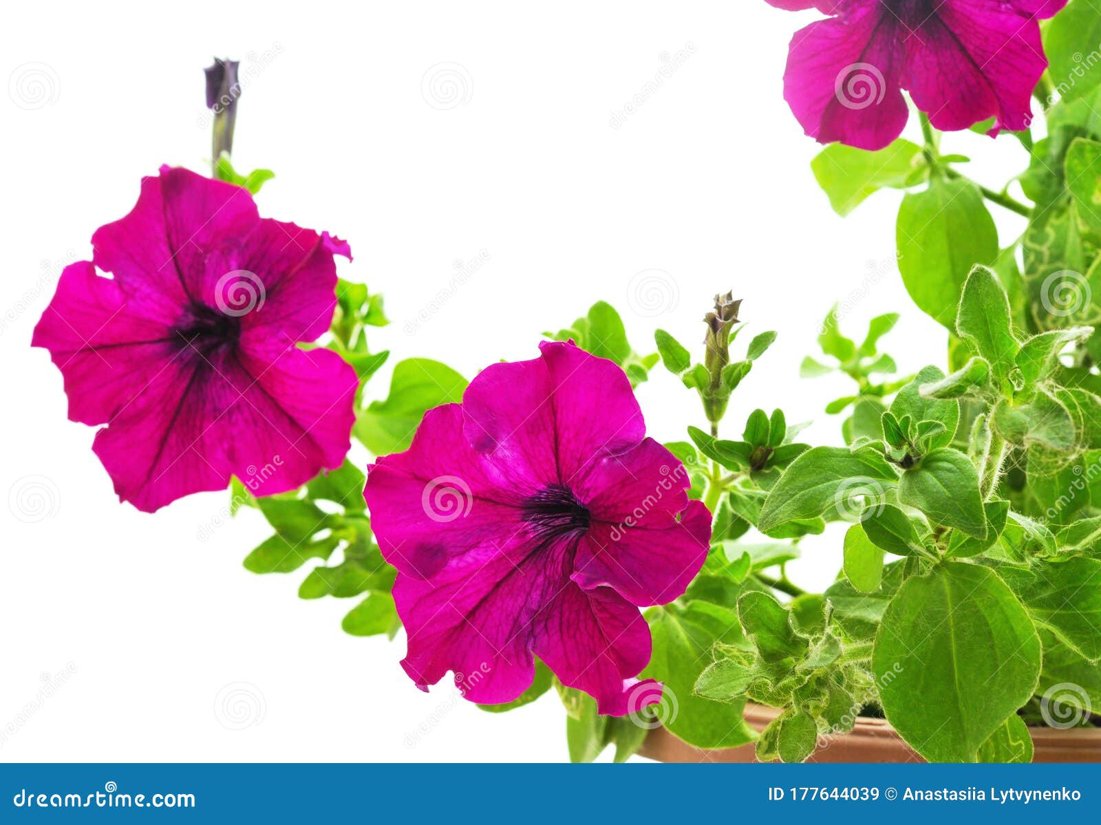 Purple petunia in the pot stock image. Image of bedding - 177644039