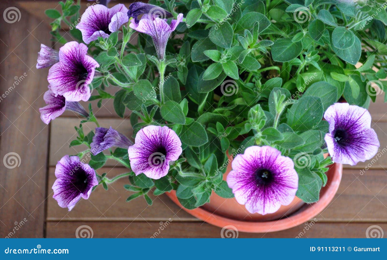 Purple petunia surfinia stock image. Image of petal, leaf - 91113211