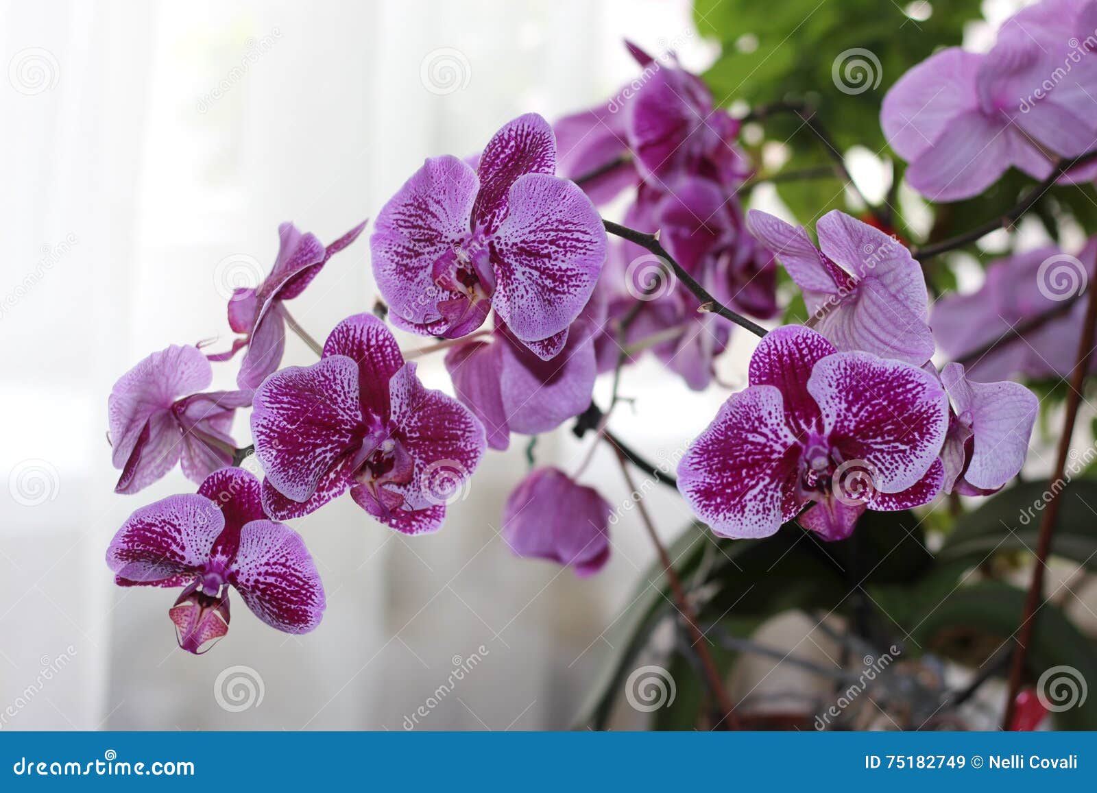 purple phalaenopsis cultivars sogo yukidian