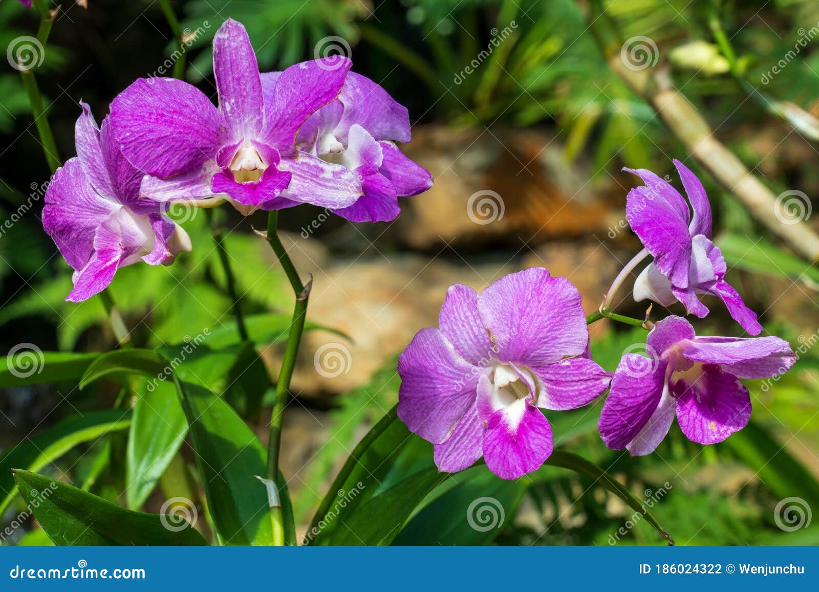 purple phalaenopsis orchid