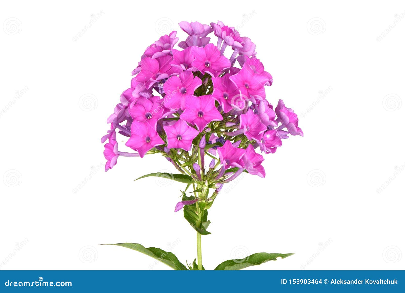 Флокс