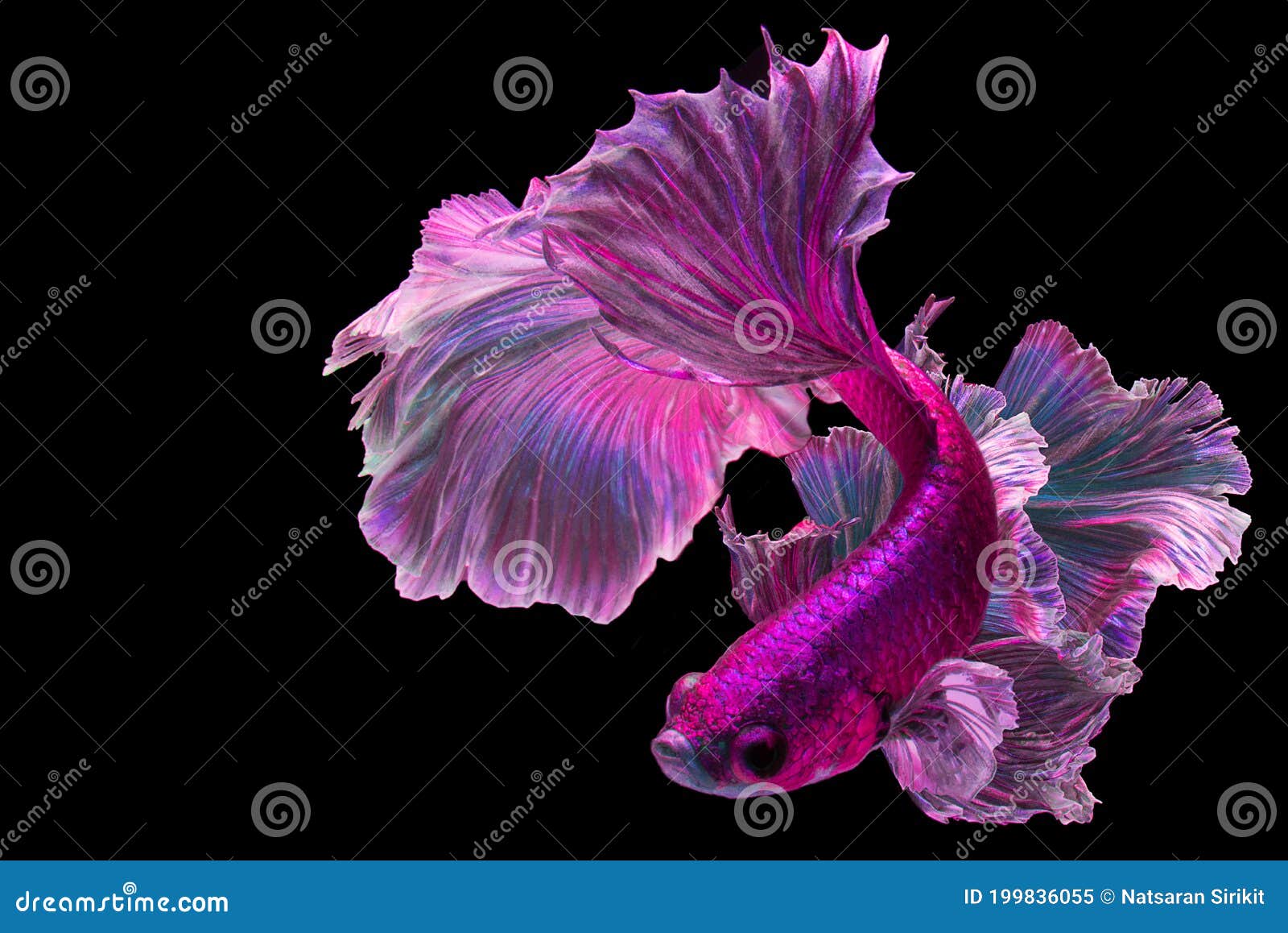 Purple Pink Betta Fish, Fancy Halfmoon Betta, the Moving Moment Beautiful  of Siamese Fighting Fish in Thailand. Stock Image - Image of moment,  golden: 199836055