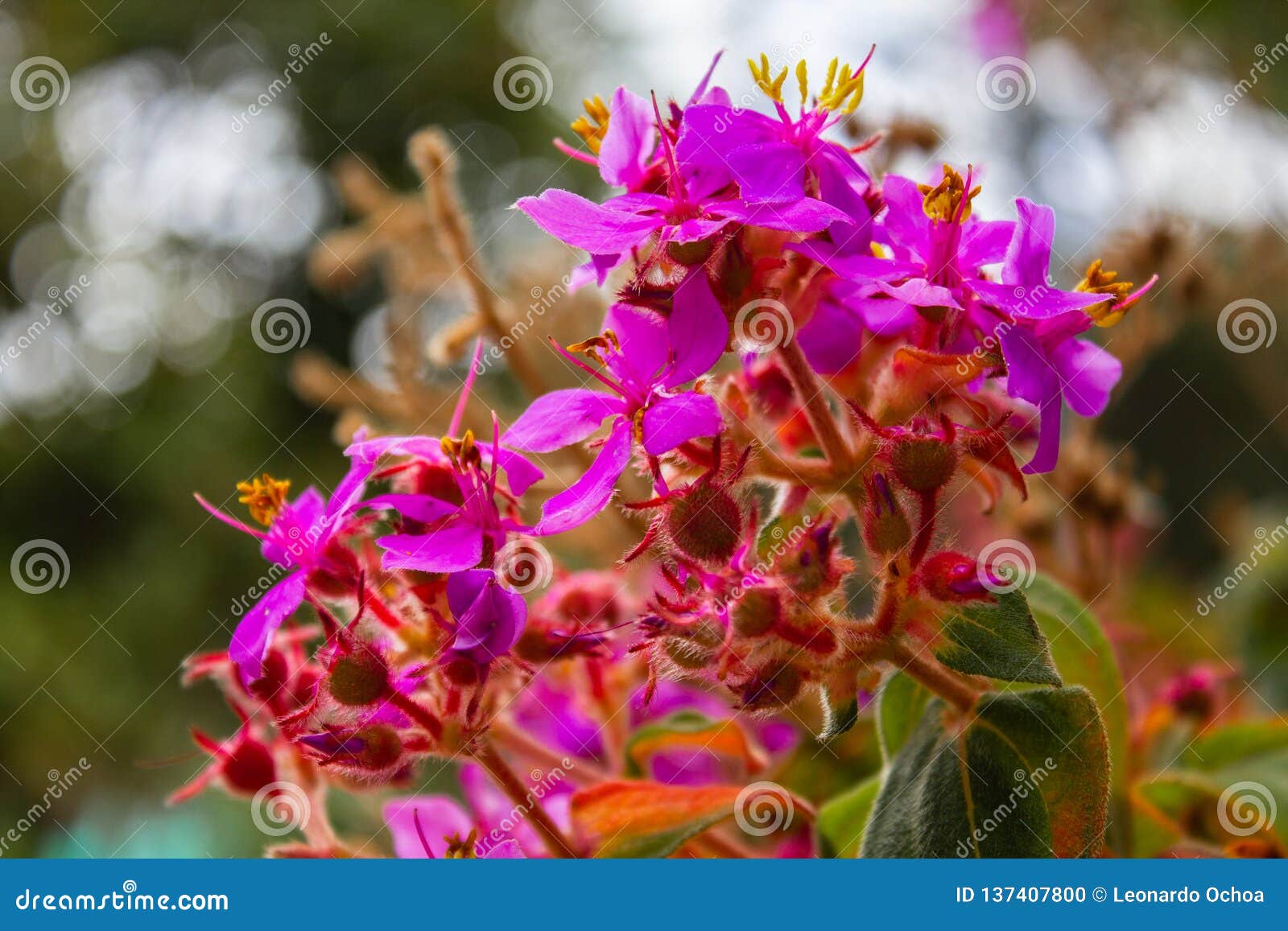 purple and pink flowers of the mirador