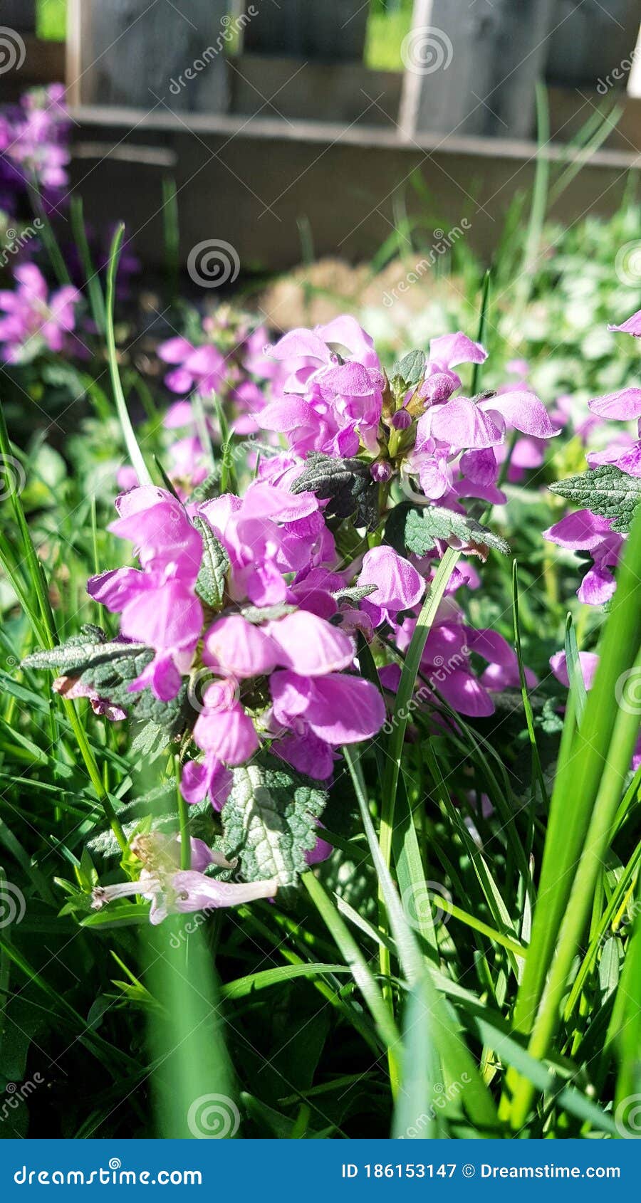 Purple Pink Flowers in Yard Stock Image Image of meadow, branch