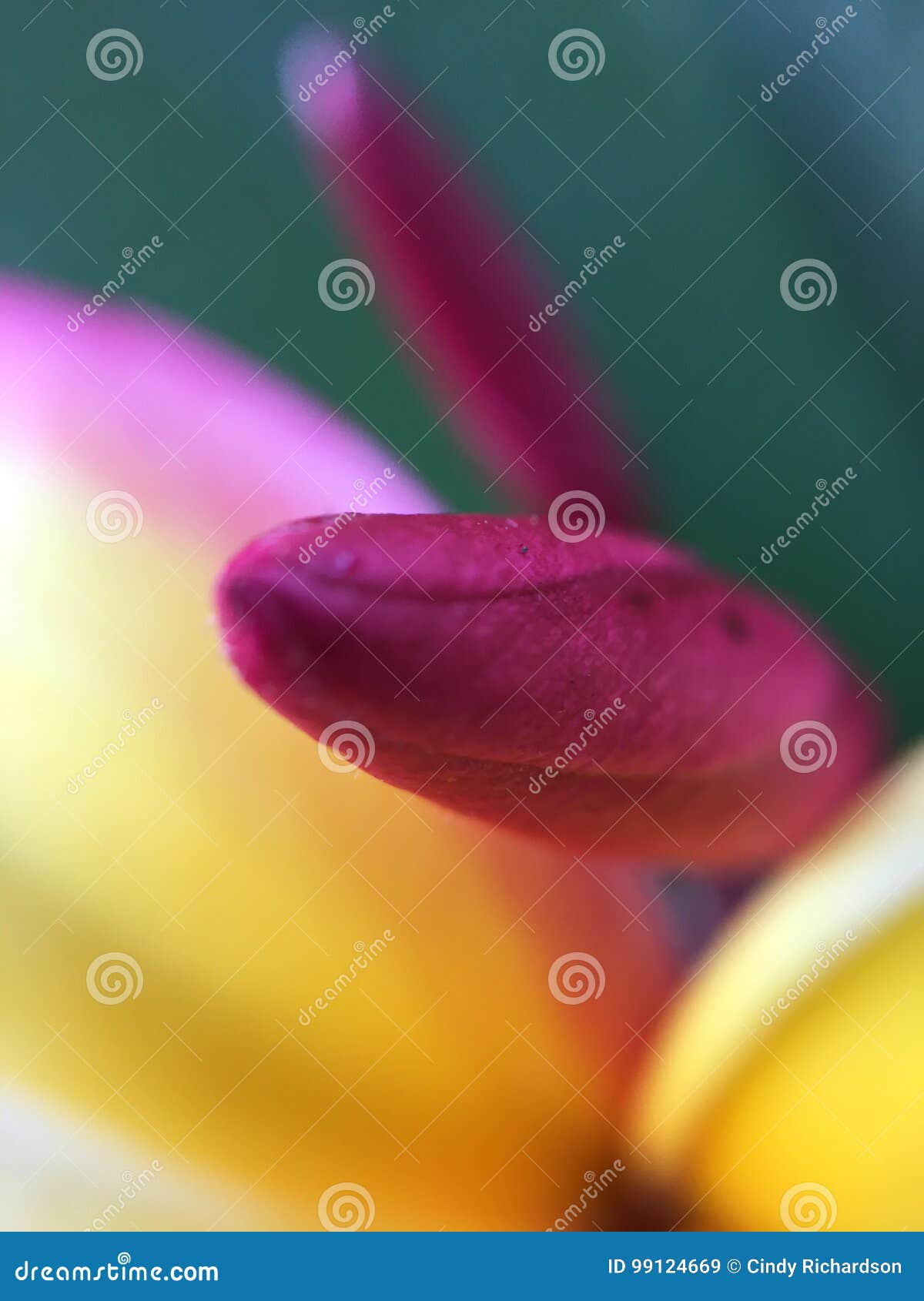 Purple plumeria bud stock image. Image of purple, white - 99124669