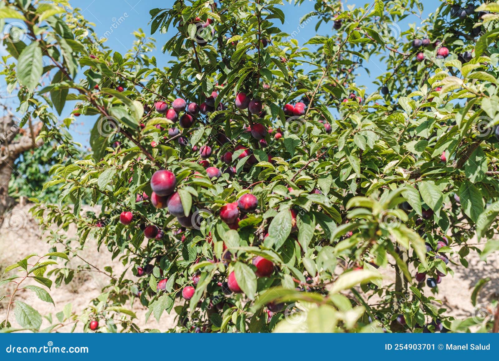 Purple Plums Ripening on a Tree Branch Stock Image Image of gardening