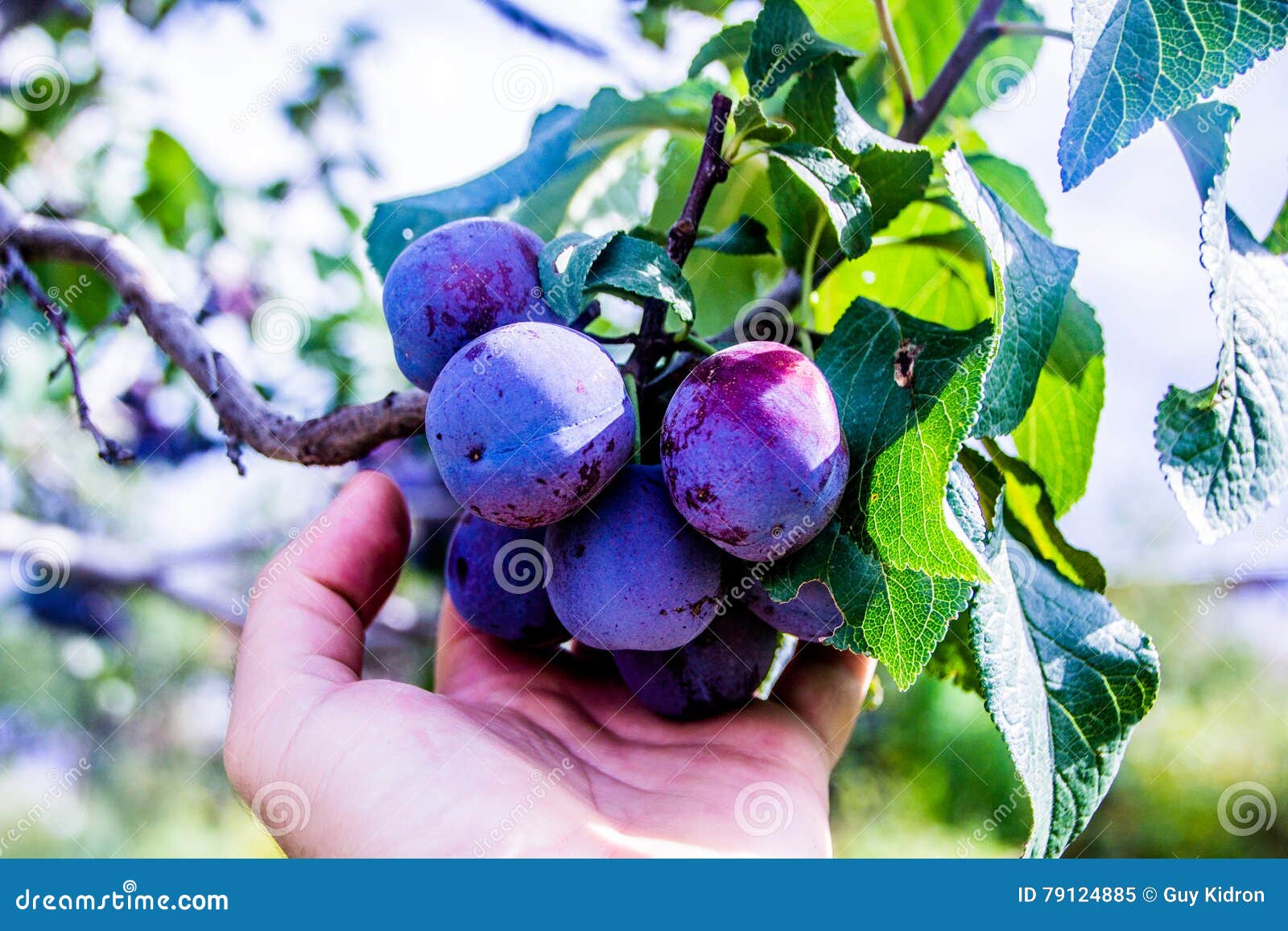 Purple plums stock image. Image of nature, fruit, growing 79124885