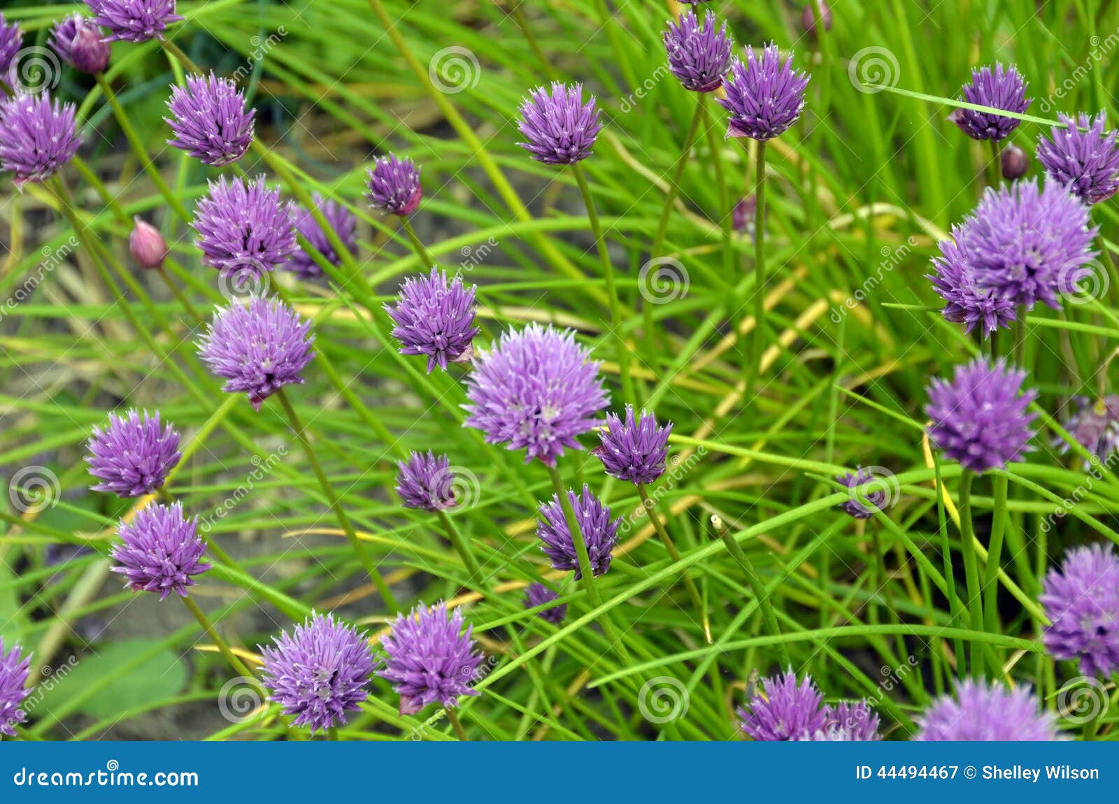Purple Pom Flowers stock image. Image of purple, 44494467