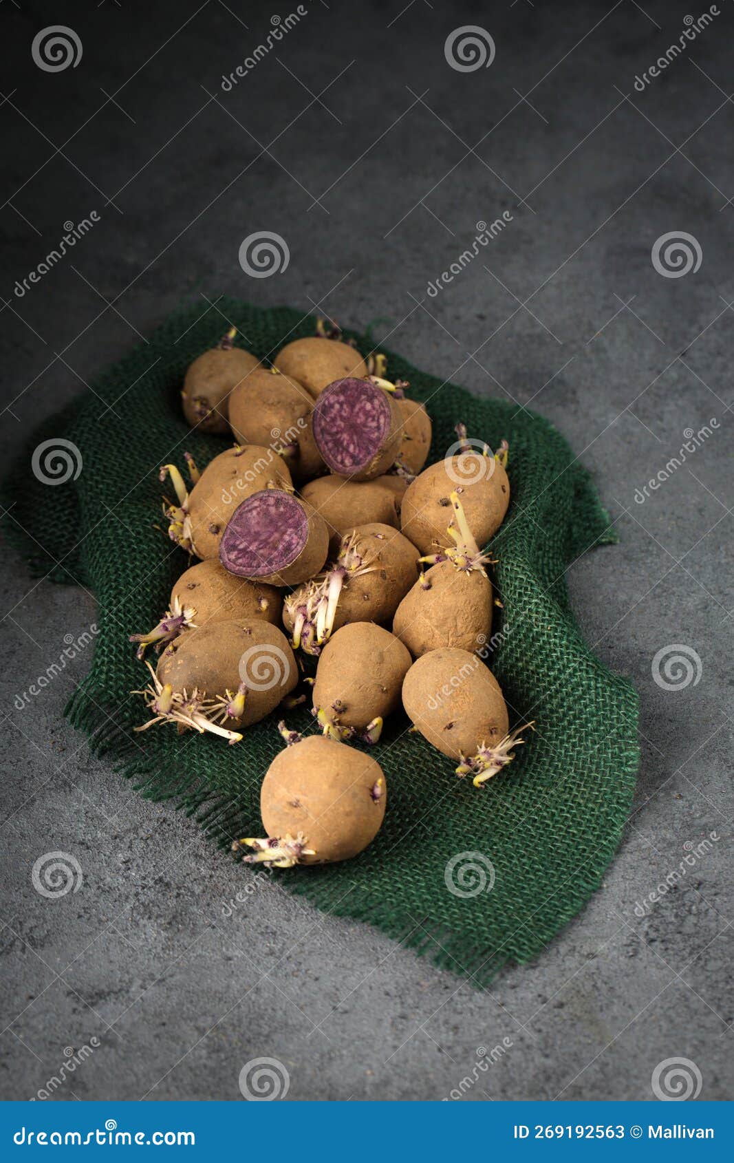 Purple Potatoes with Sprouts for Planting Stock Image Image of planting, germination 269192563
