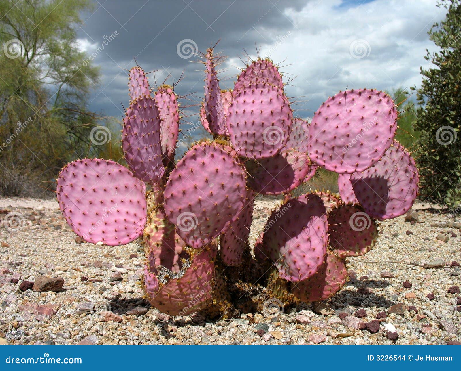 1 364 Purple Prickly Pear Cactus Photos Free Royalty Free Stock Photos From Dreamstime
