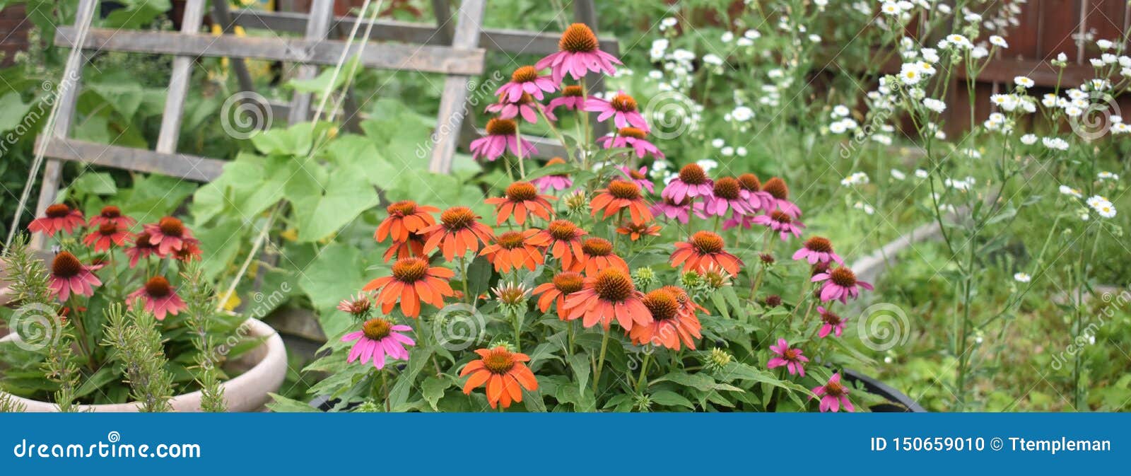 cone flower and daisy fleabane wildflower panoramic