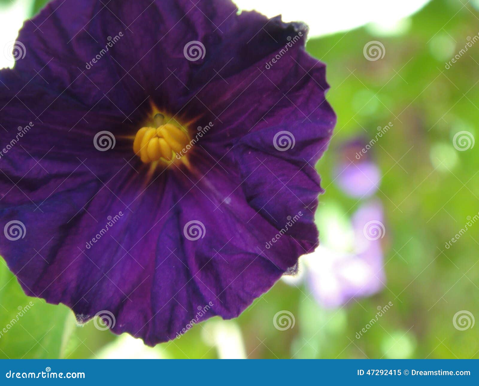 Purple stock image. Image of pollen, flower, rich, yellow 47292415