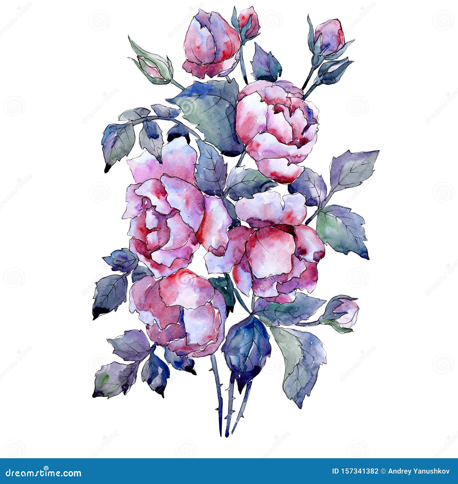 Purple Rose Floral Botanical Flowers. Watercolor Background Set ...