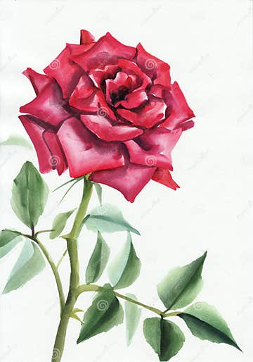 Purple Rose Watercolor Painting Stock Illustration - Illustration of ...