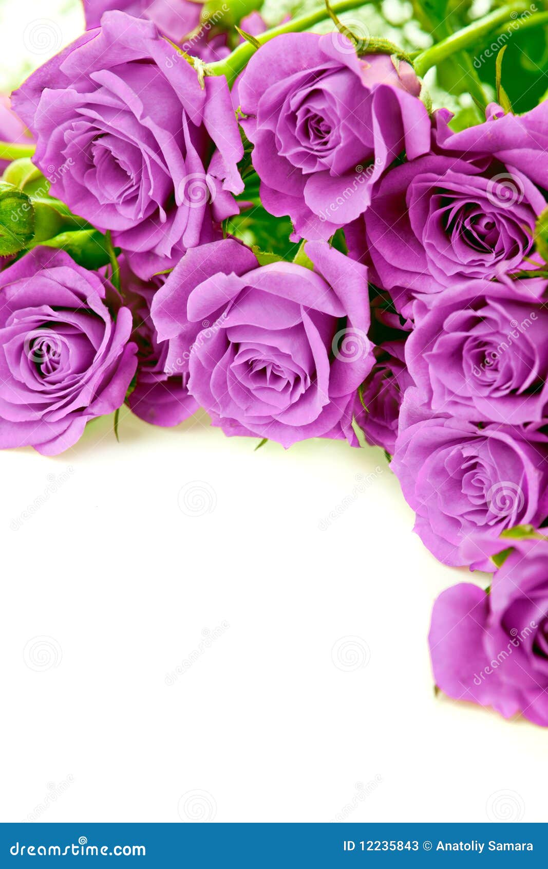 Purple roses stock image. Image of background, blossom 