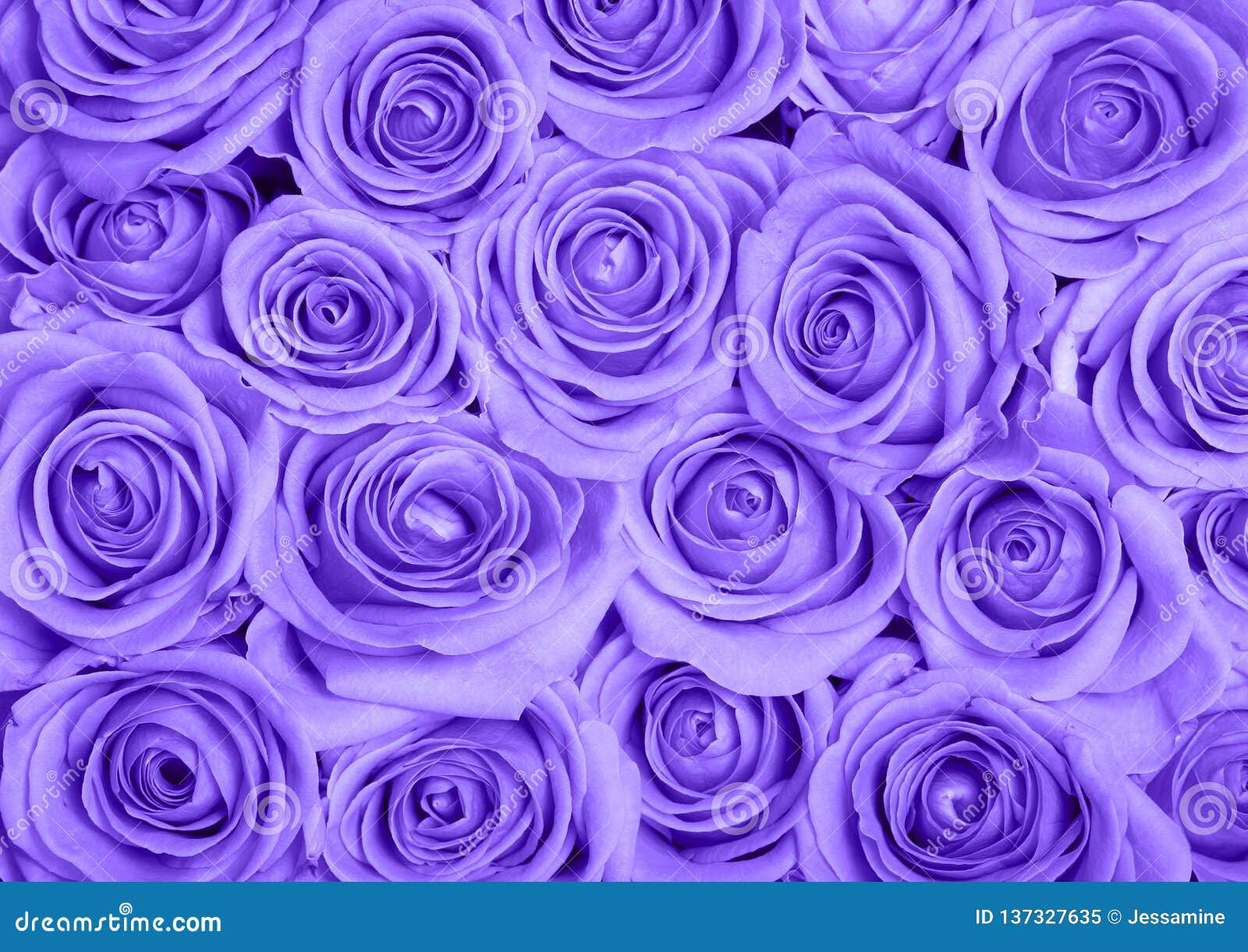 Hình ảnh hoa hồng tím: Bạn muốn tìm kiếm những hình ảnh tuyệt đẹp về hoa hồng tím? Đây là nơi cho bạn. Bạn sẽ khám phá được những cánh hoa mộc mạc và trang nhã, đầy sức sống và tình yêu. Hãy cùng chúng tôi khám phá hình ảnh hoa hồng tím đầy ấn tượng.