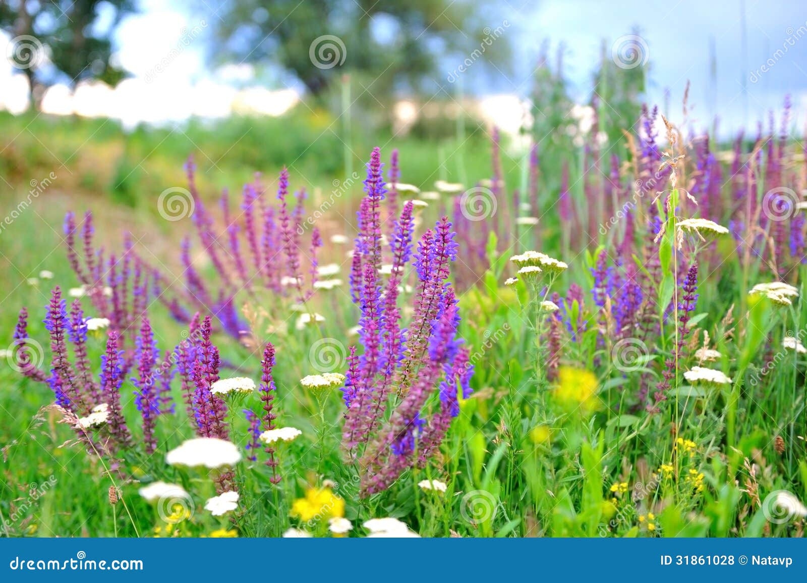 Purple Sage Flowers in the Meadow. Stock Photo Image of flowers