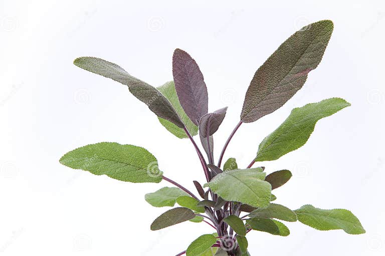 Purple sage leaves stock image. Image of leaves, medicine 11272889