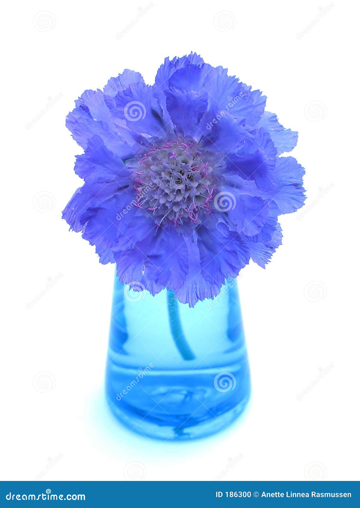 purple scabiosa in blue vase