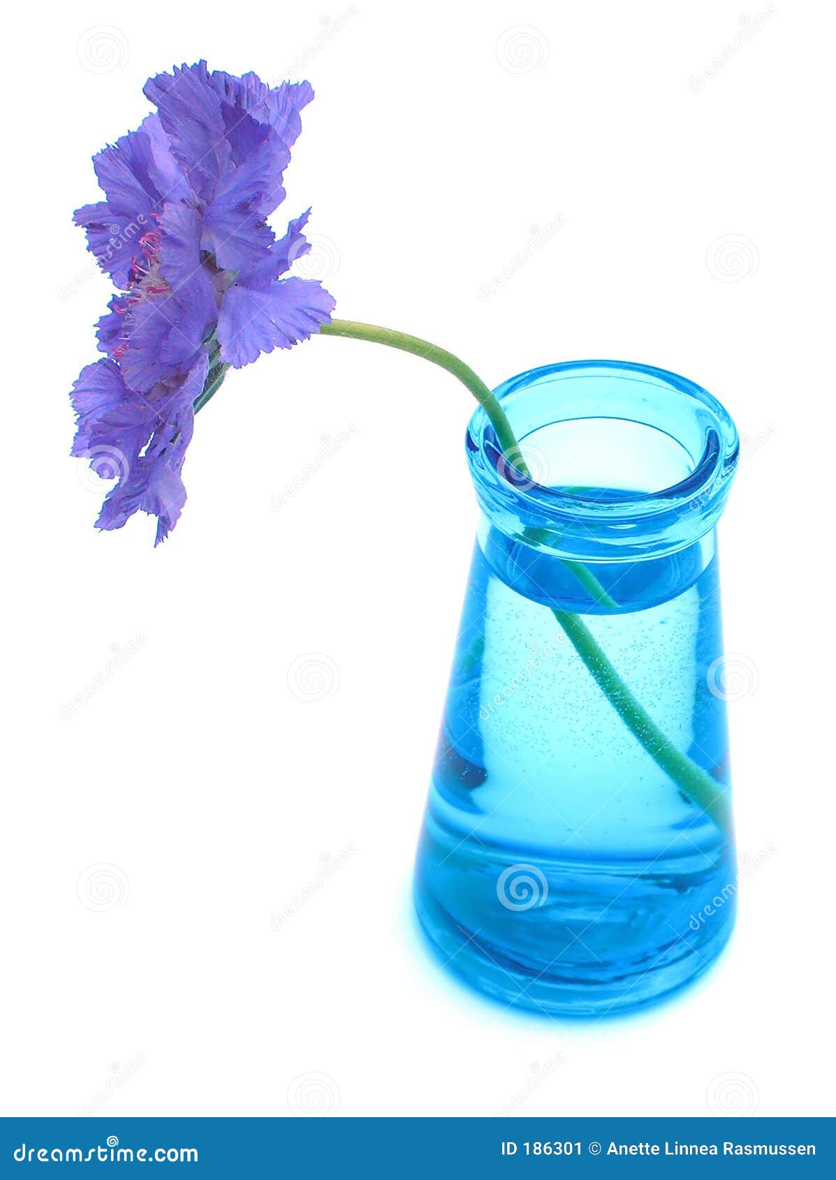 purple scabiosa in blue vase