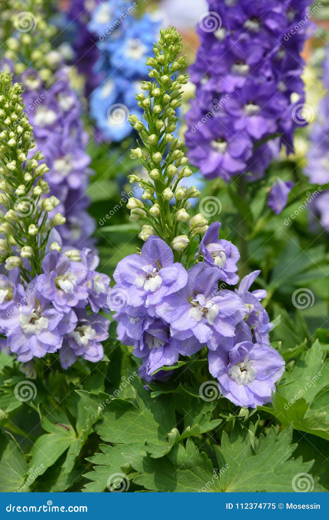 scorpion grasses myosotis sylvatica