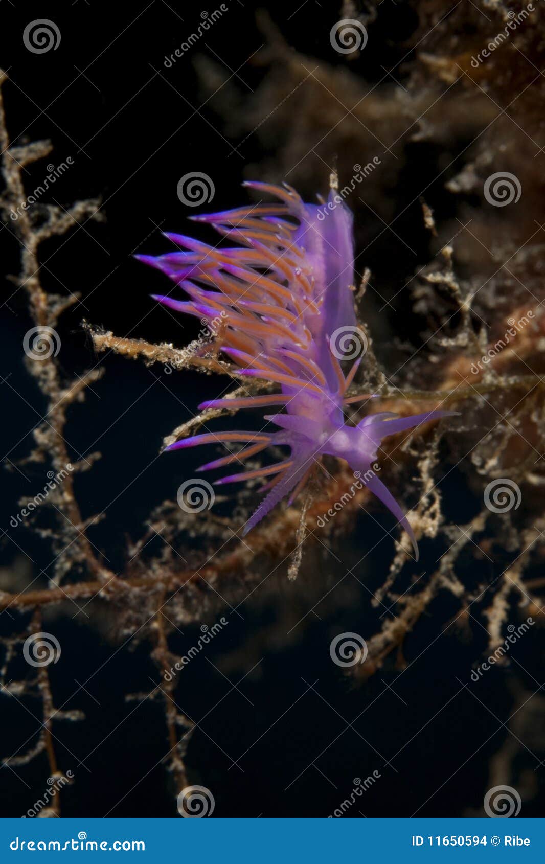 Purple Sea Slug stock photo. Image of colourful, scuba - 11650594