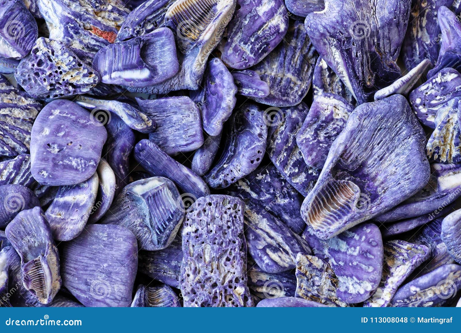 purple seashells close-up, fragments of barrier reef of australia