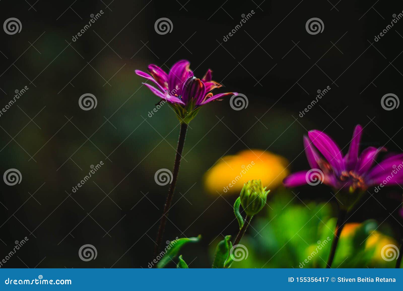 purple flowers and macro vegetation in the forest