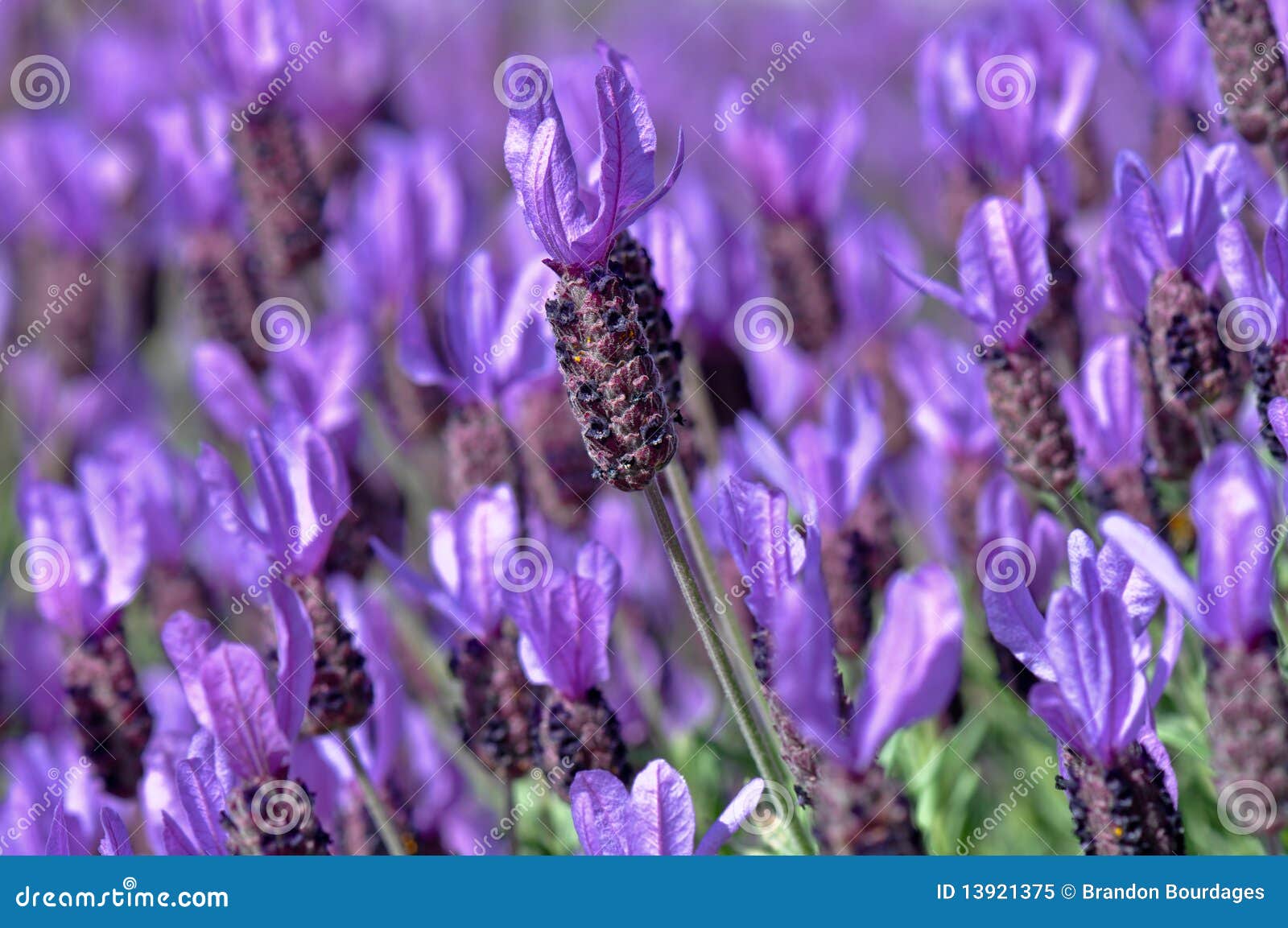 Purple Spanish Lavender Flower Stock Image Image of natural