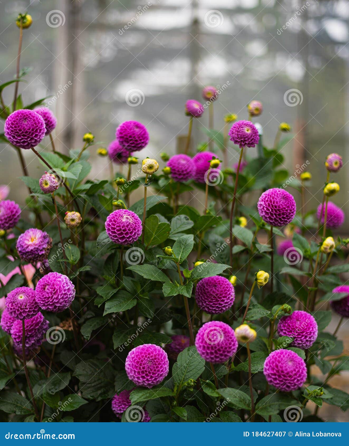 Purple Spherical Pion-shaped Pompom Dahlias, Fresh Blooming Flower Buds  Round Flowers with Rounded Ends Stock Image - Image of flora, boucuet:  184627407