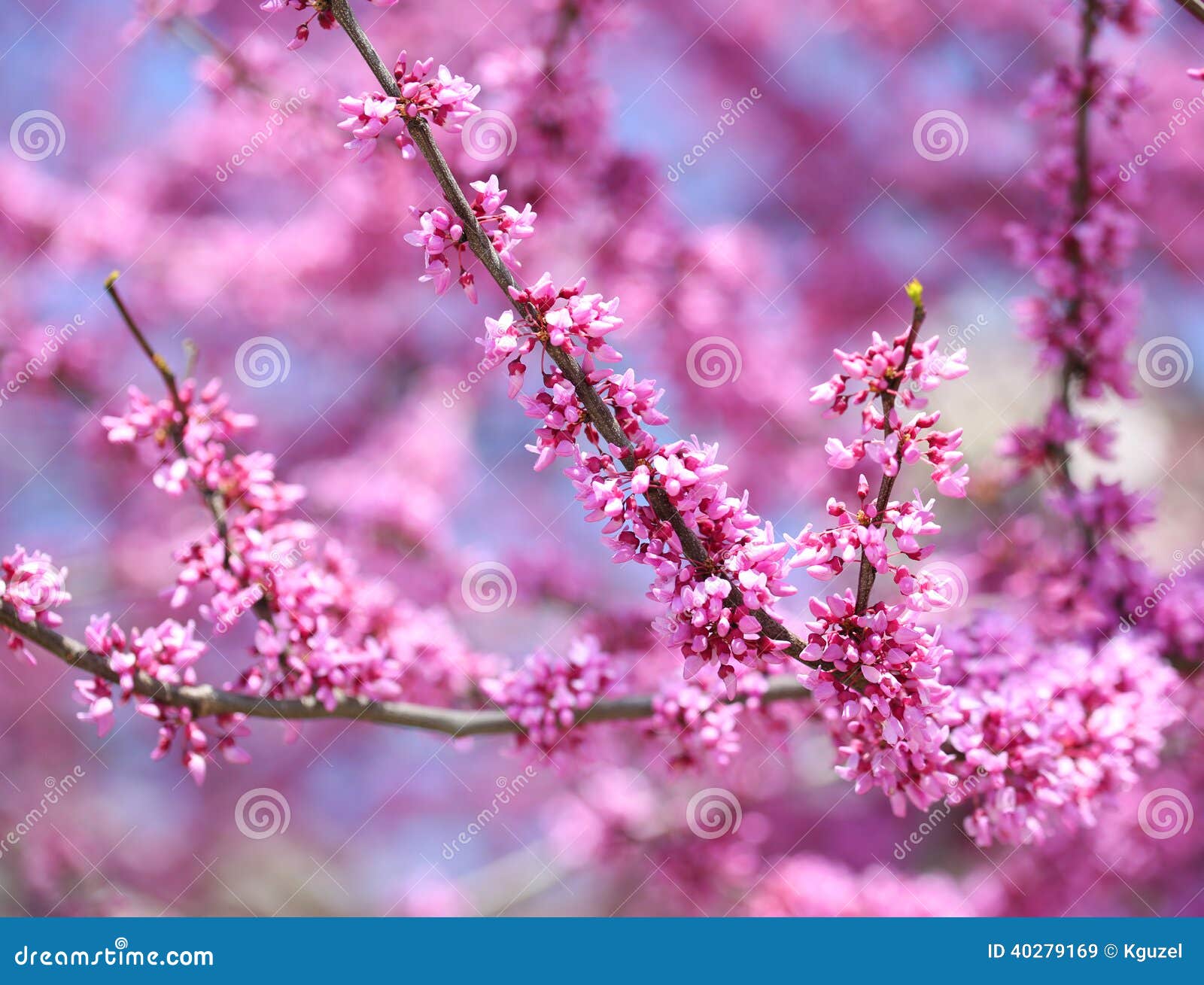 purple spring blossom. cercis canadensis or eastern redbud