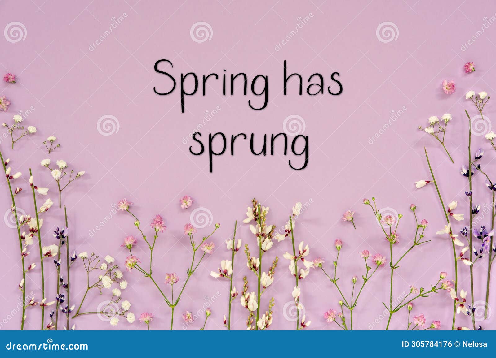 purple spring flower arrangement, english text spring has sprung