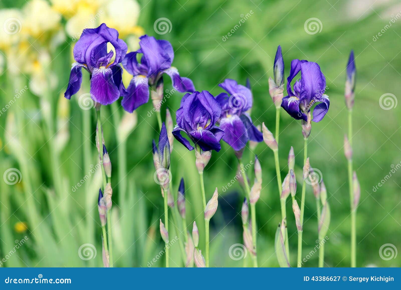 Purple Spring Flowers in the Garden Stock Image Image of color, flora