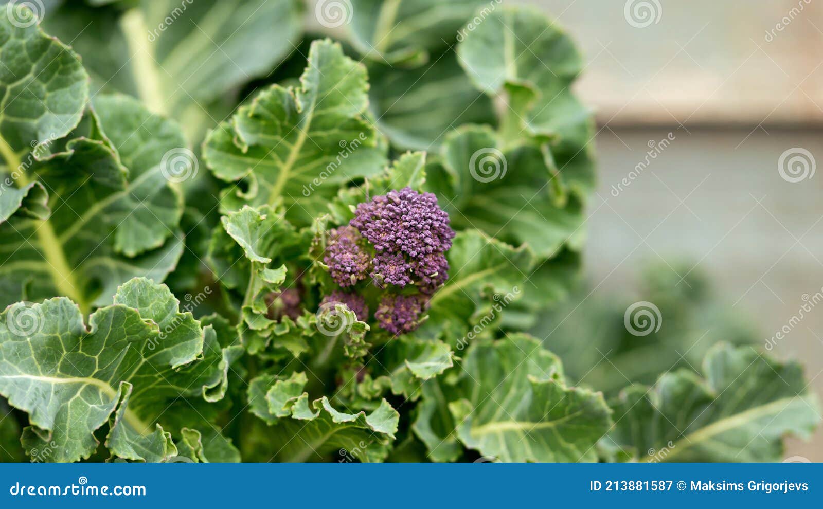 Purple Sprouting Broccoli Growing in Kitchen Garden Allotment Stock