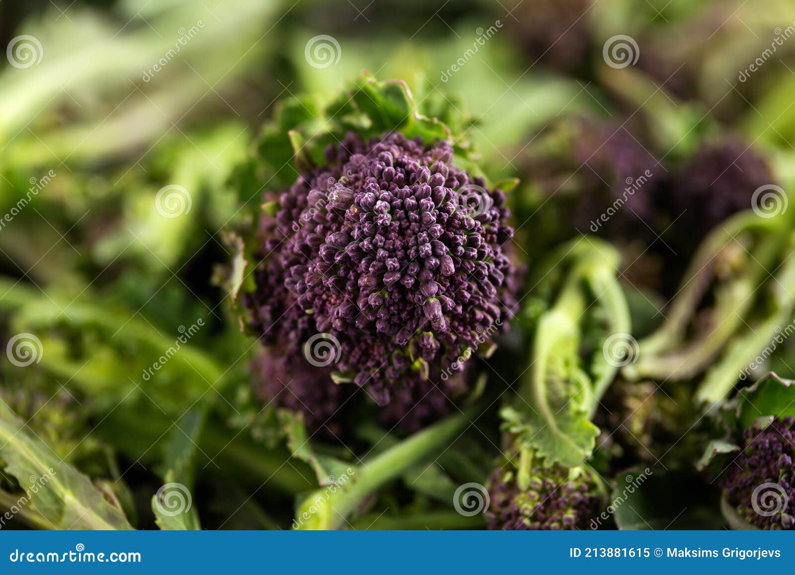 Purple Sprouting Broccoli Growing in Kitchen Garden Allotment Stock