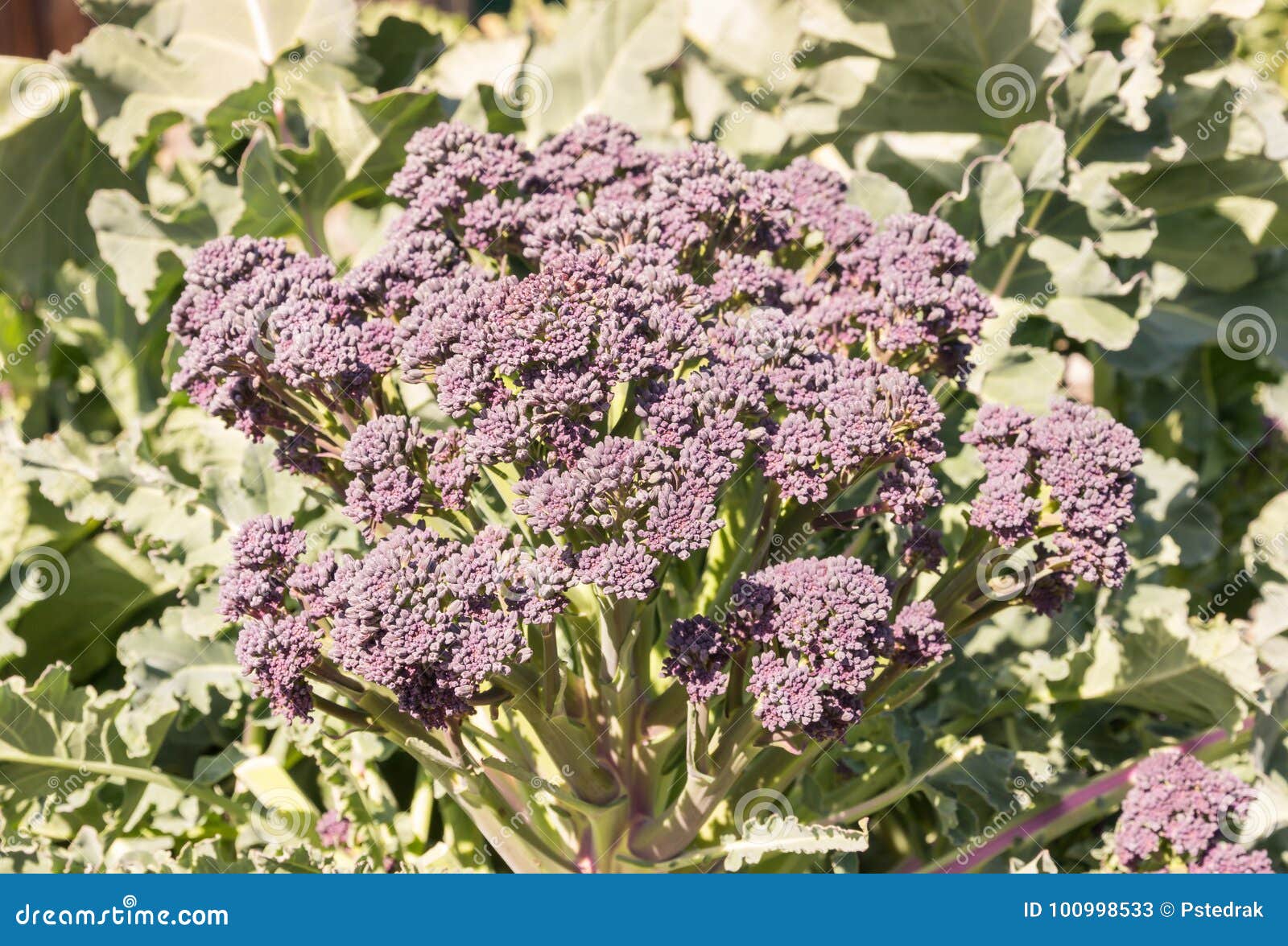 Purple Sprouting Broccoli Head Stock Image Image of fresh, purple