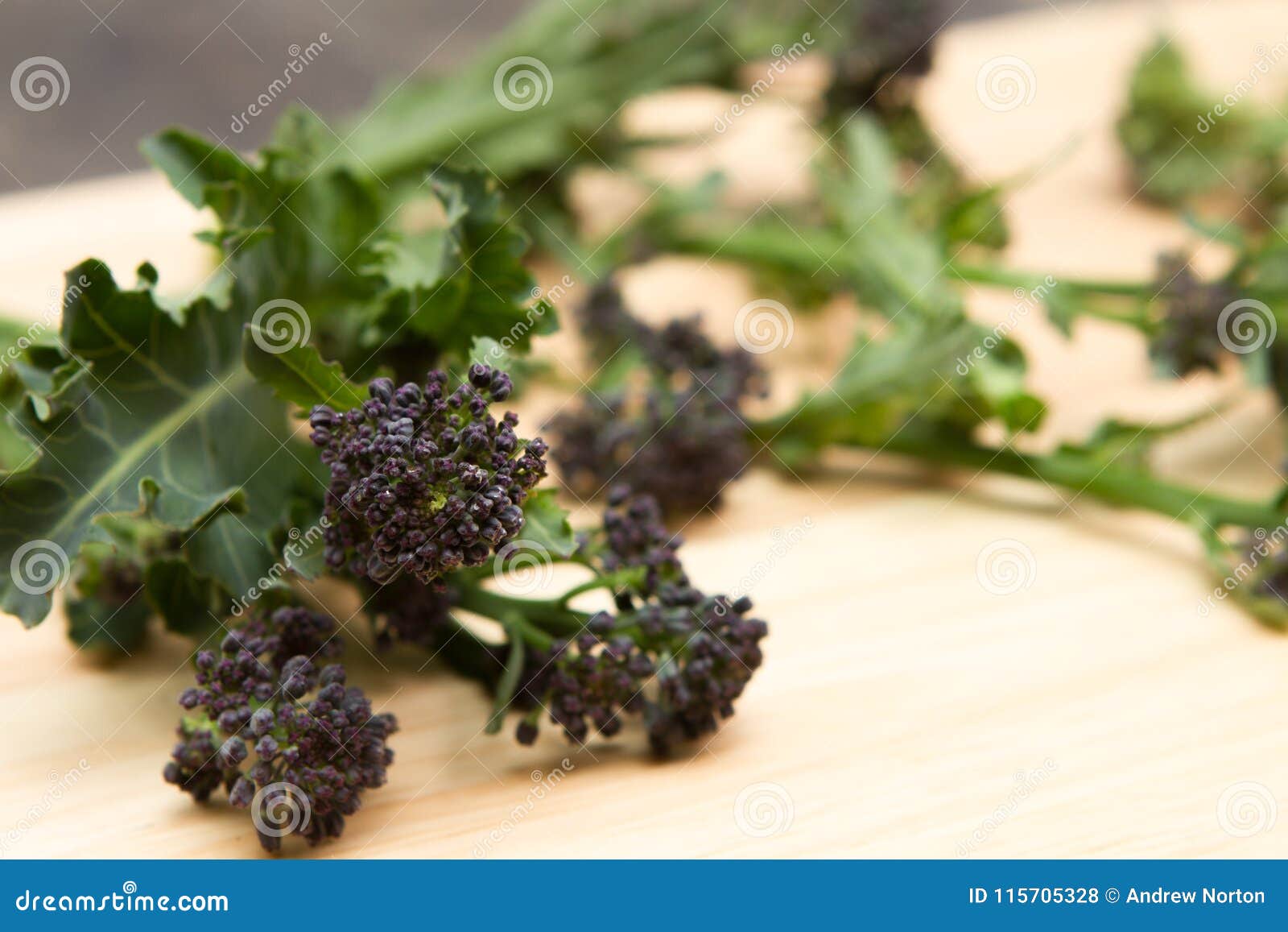 Purple sprouting broccoli stock photo. Image of broccolin 115705328