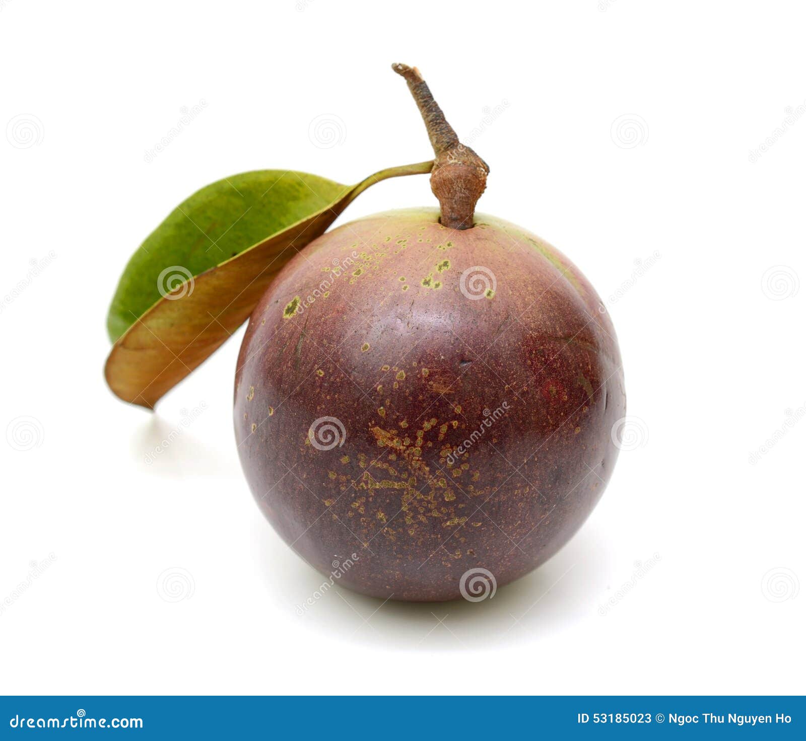 Philippines Star Apple Photos Free & RoyaltyFree Stock Photos from
