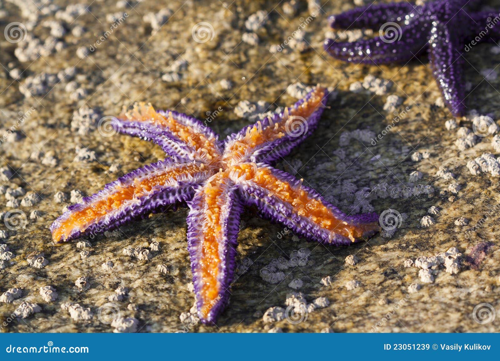 Purple Starfish Royalty Free Stock Images - Image: 23051239