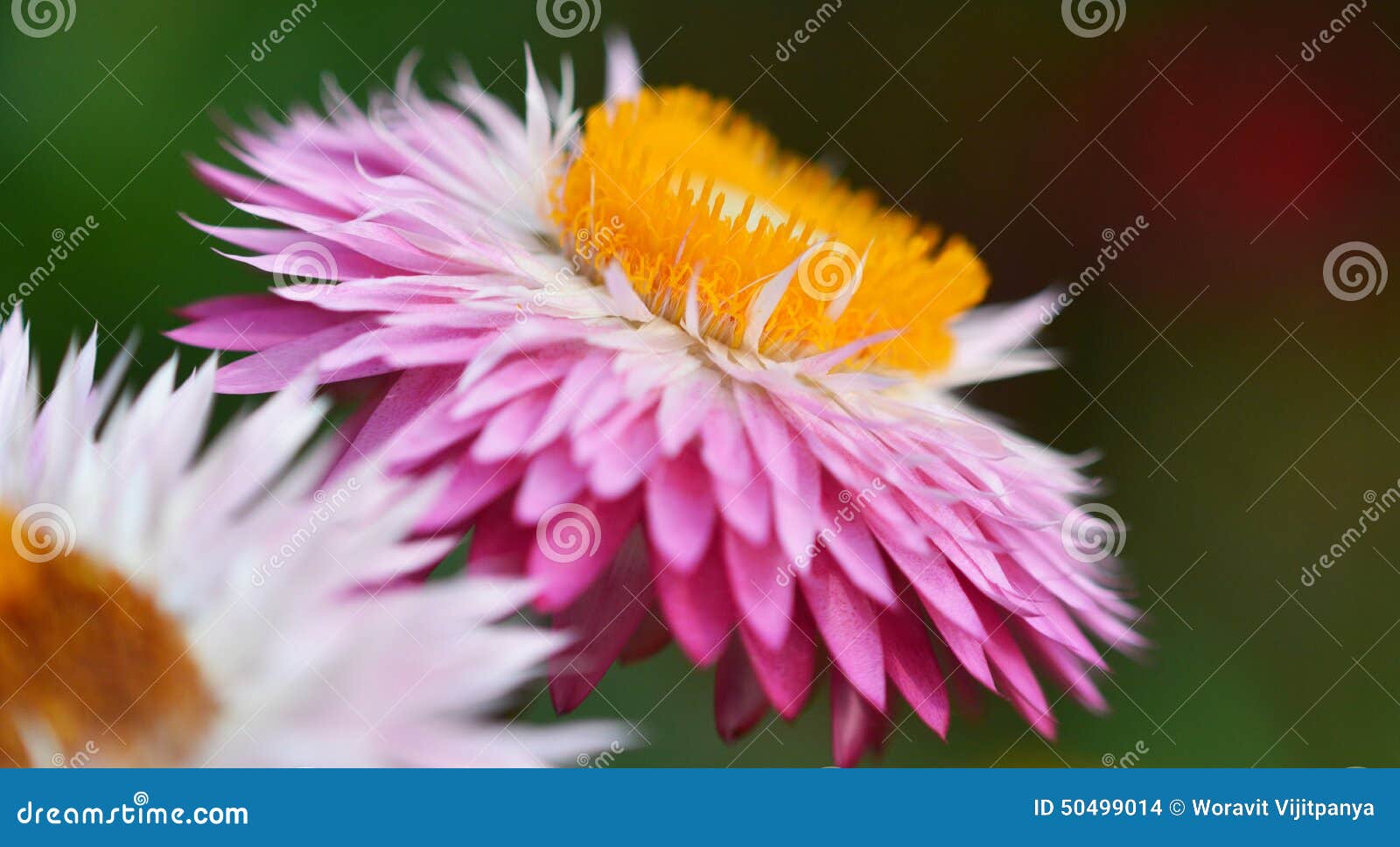 Purple Strawflower stock photo. Image of full, backgrounds 50499014