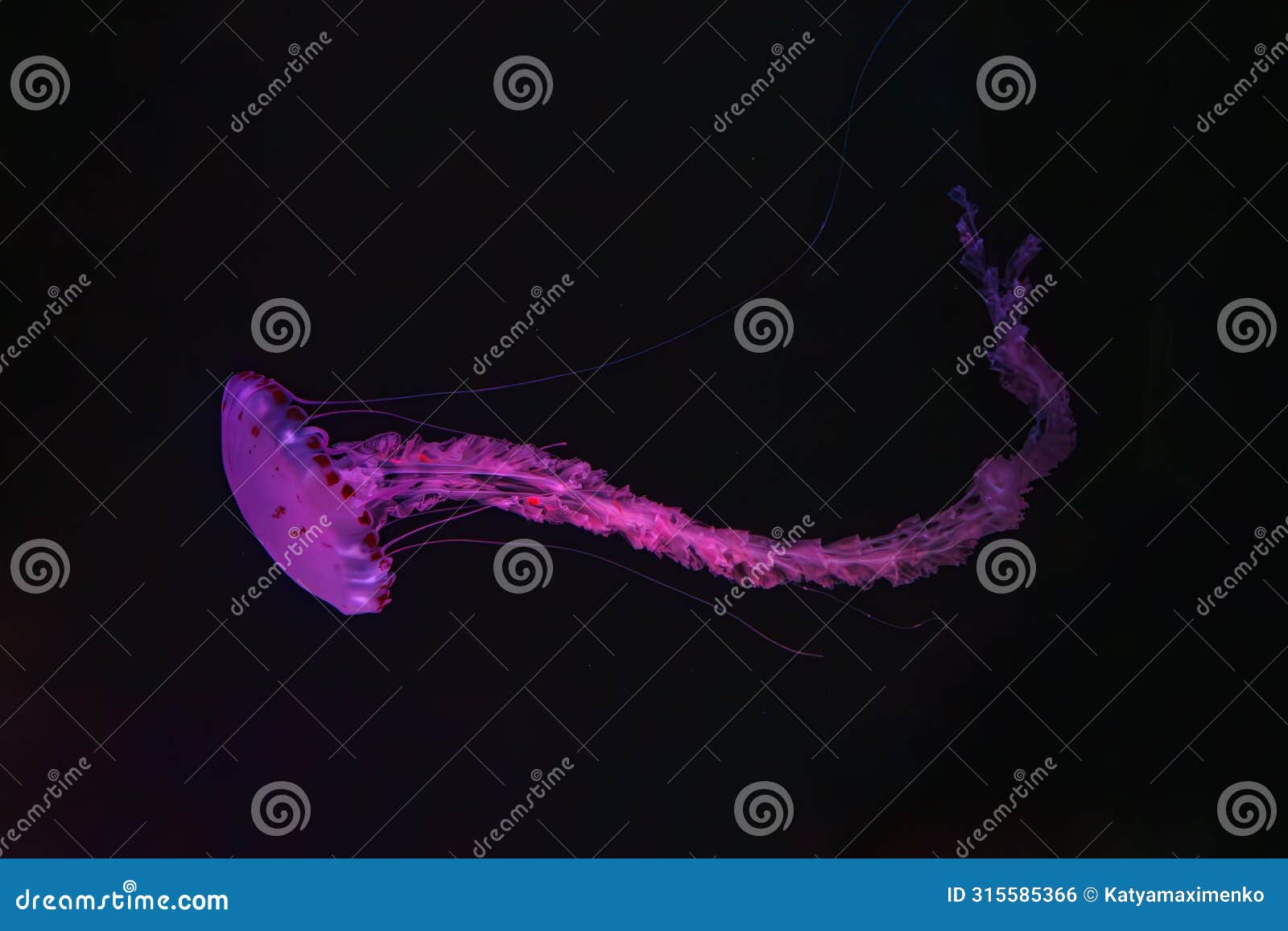 purple striped jellyfish, chrysaora colorata swimming in dark water of aquarium