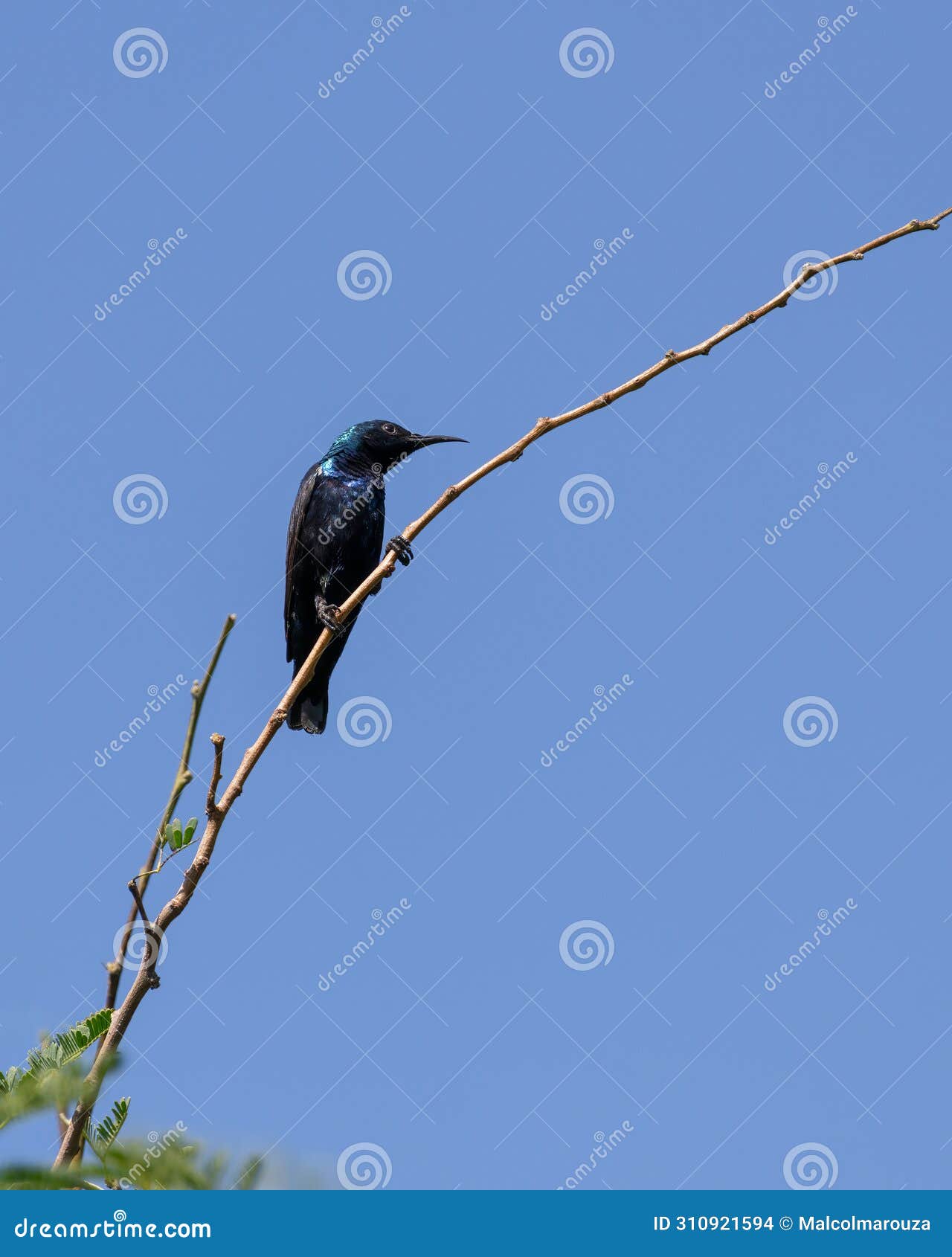 purple sunbird perched on a thin branch of a plant